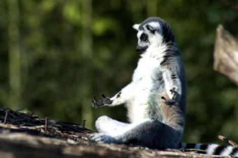 Un lemur a fost surprins intr-o pozitie inedita