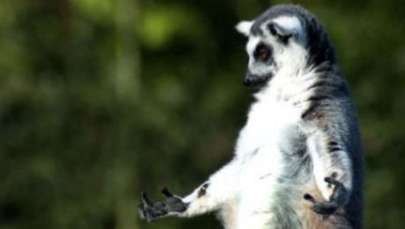 Un lemur a fost surprins intr-o pozitie inedita