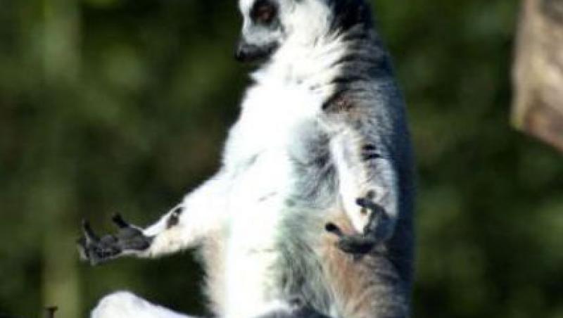 Un lemur a fost surprins intr-o pozitie inedita