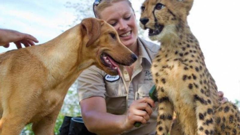 Emotionant: Prietenie trainica intre un ghepard si un Labrador