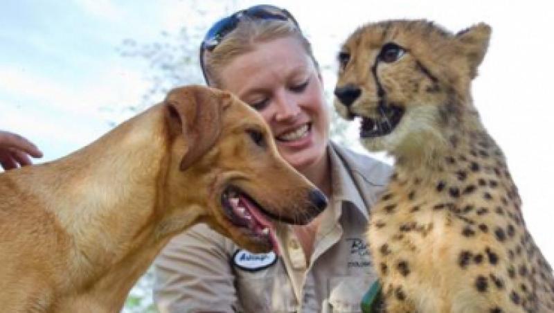 Emotionant: Prietenie trainica intre un ghepard si un Labrador