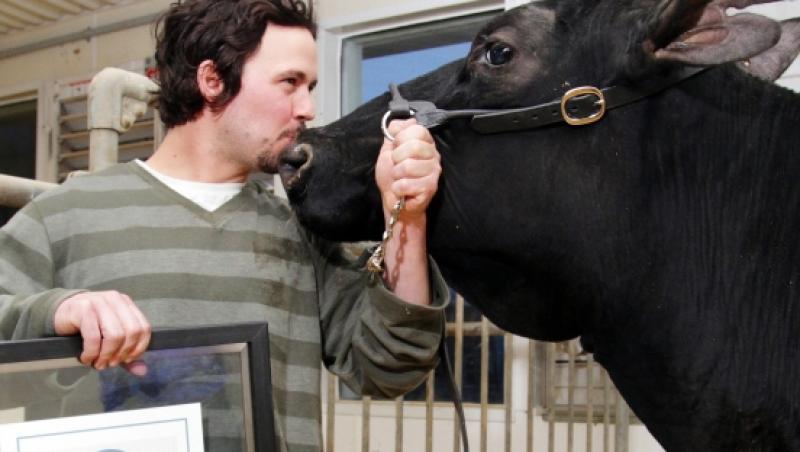 Canada: O vaca a intrat in Cartea Recordurilor pentru cea mai mare productie de lapte