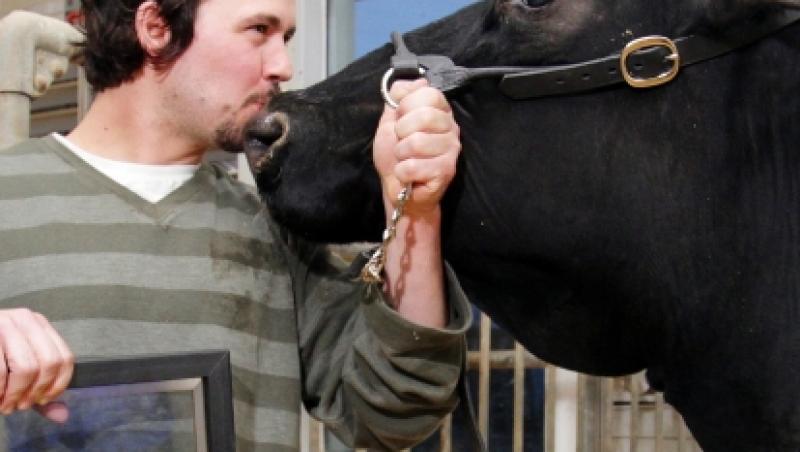 Canada: O vaca a intrat in Cartea Recordurilor pentru cea mai mare productie de lapte