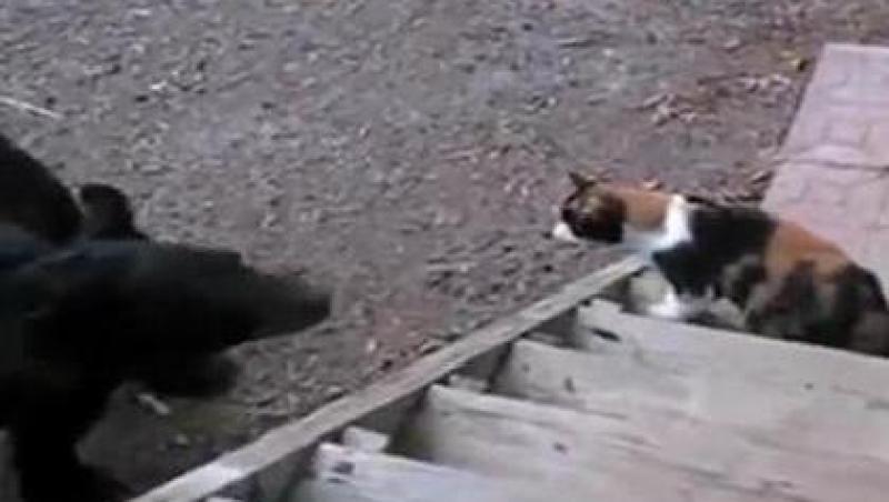 VIDEO! O pisica a pus pe fuga un urs
