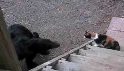 VIDEO! O pisica a pus pe fuga un urs