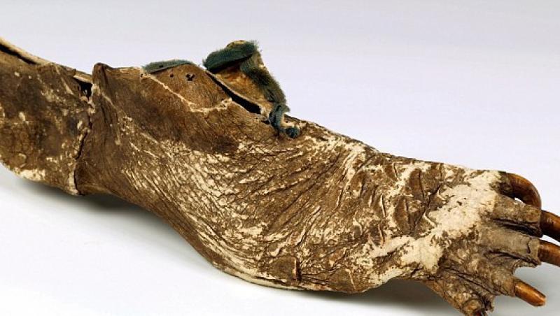 FOTO! Muzeul Northampton detine cea mai mare colectie de pantofi din lume