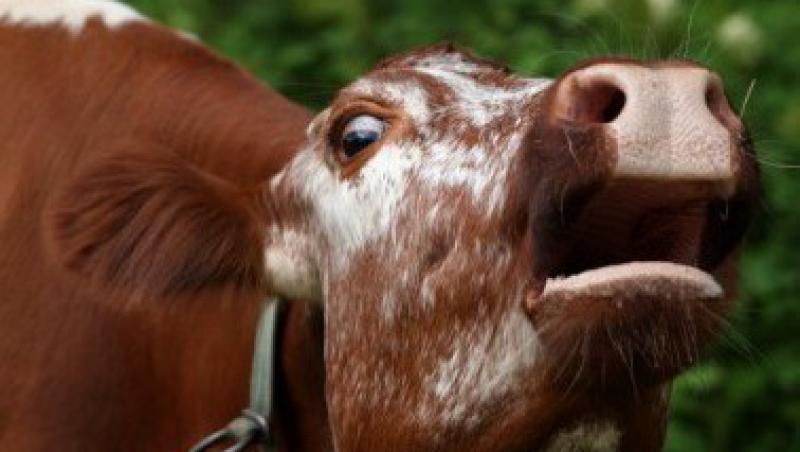 Boala vacii nebune revine: Un caz, identificat in California