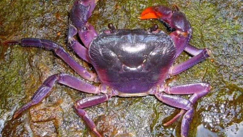 S-a descoperit o noua specie de crabi care au culoarea violet