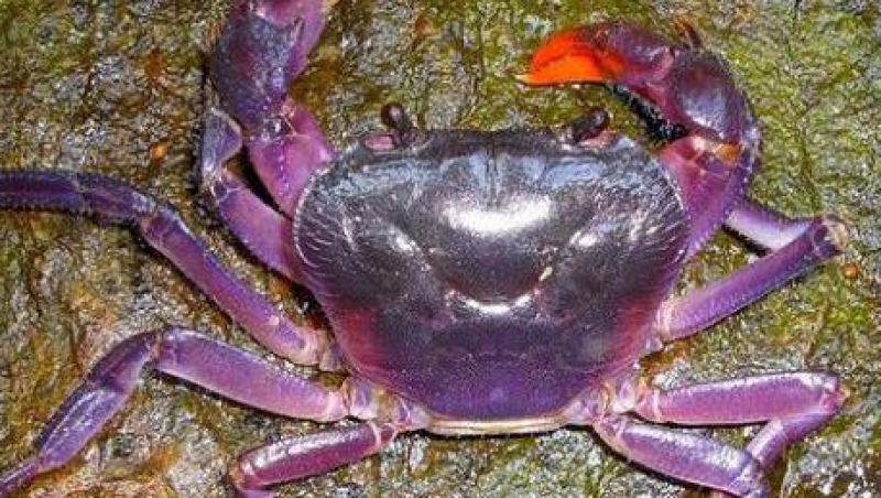 S-a descoperit o noua specie de crabi care au culoarea violet