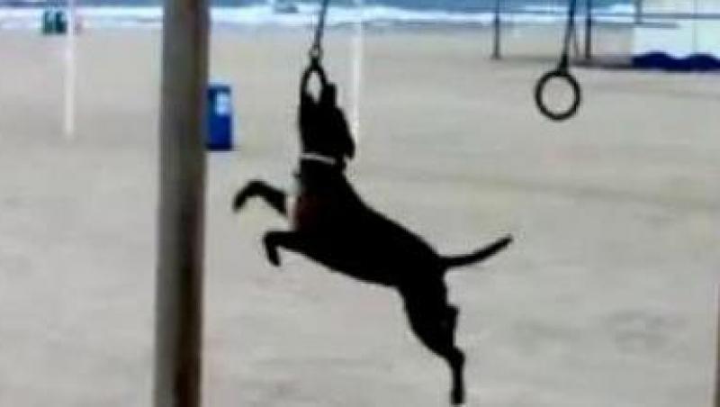 VIDEO! Un caine face gimnastica la inele
