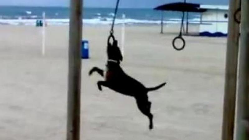 VIDEO! Un caine face gimnastica la inele