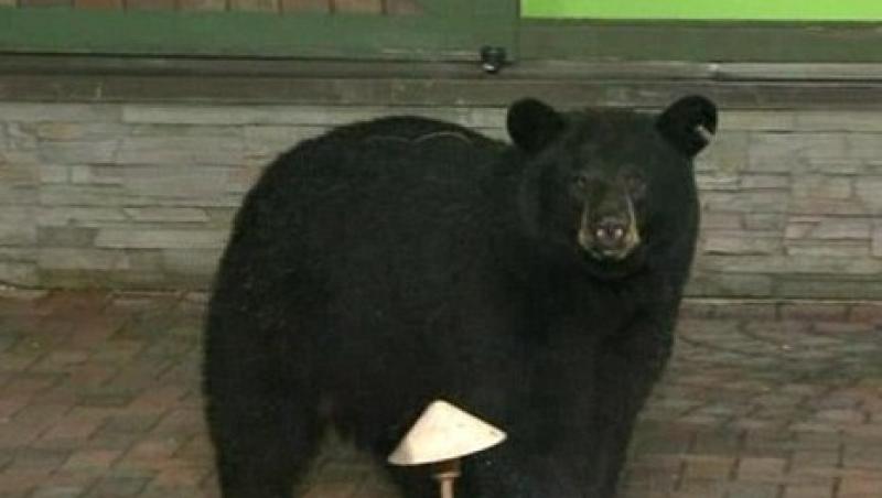 VIDEO! Doi ursi au aparut in studioul unui prezentator meteo, cand prezenta vremea