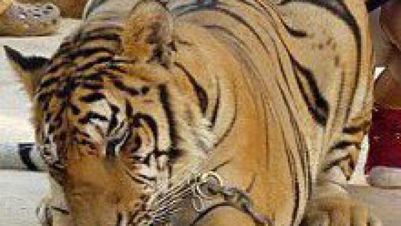 Turistii pot mangaia tigri intr-un parc din Thailanda