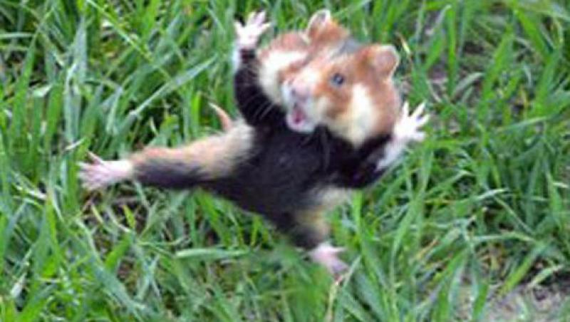 Un hamster a fost surprins intr-o pozitie inedita