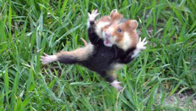Un hamster a fost surprins intr-o pozitie inedita