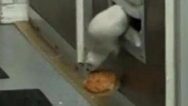 VIDEO! Urmareste in actiune dihorul care incearca sa fure o bucata de paine!