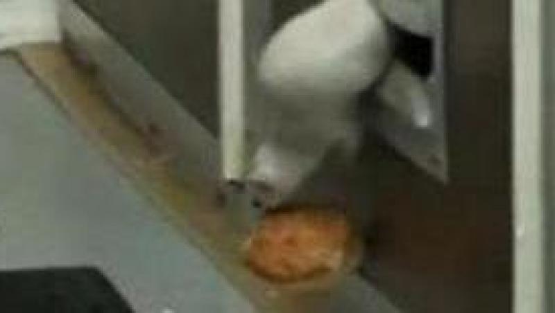 VIDEO! Urmareste in actiune dihorul care incearca sa fure o bucata de paine!