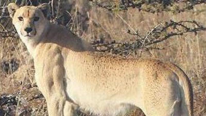 Aparitie rara a unui ghepard cu blana fara pete