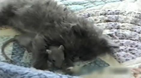 VIDEO! Un soricel si o pisicuta dorm impreuna