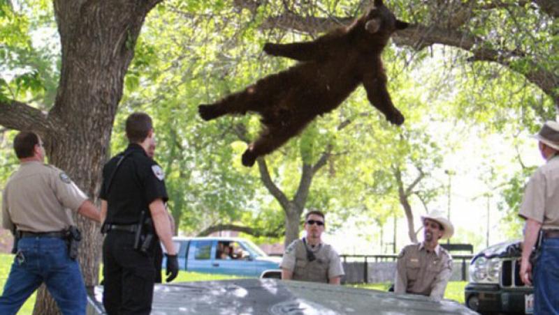 SUA: Operatiune de salvare a unui urs blocat intr-un copac