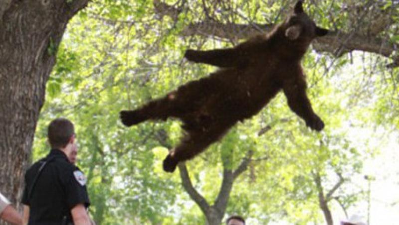 SUA: Operatiune de salvare a unui urs blocat intr-un copac