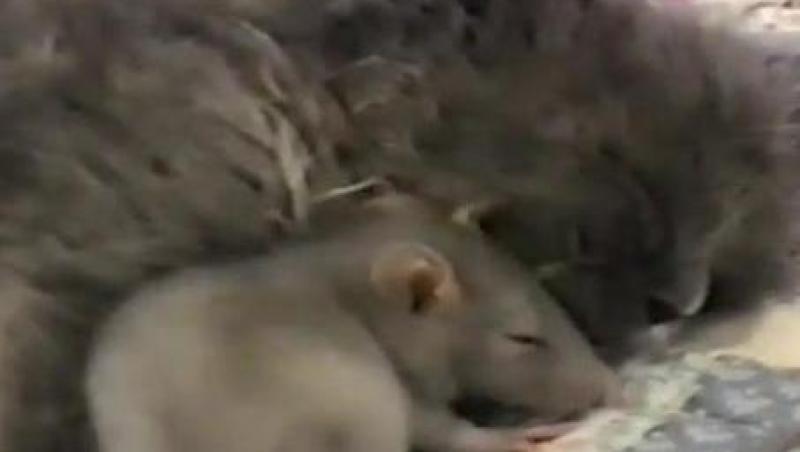 VIDEO! Un soarece si o pisica au dormit imbratisati