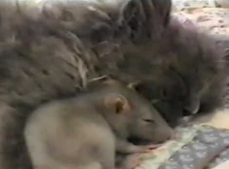 VIDEO! Un soarece si o pisica au dormit imbratisati