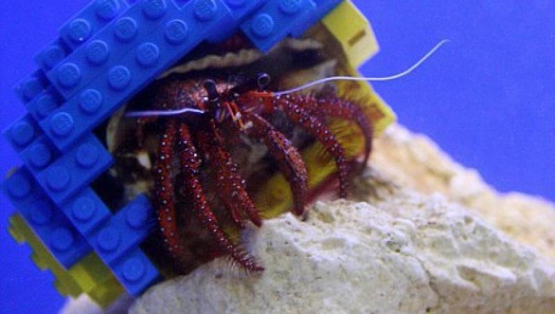 FOTO! Vezi cum arata crabul cu carapace din lego!