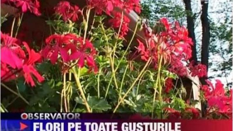 VIDEO! Targul de flori din Braila a atras numerosi vizitatori