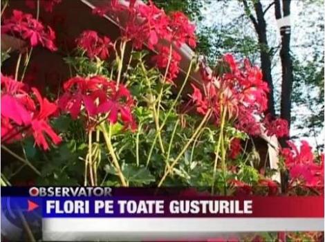 VIDEO! Targul de flori din Braila a atras numerosi vizitatori