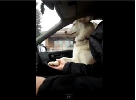 VIDEO! Shiro, cainele caruia ii este teama sa mearga in masina