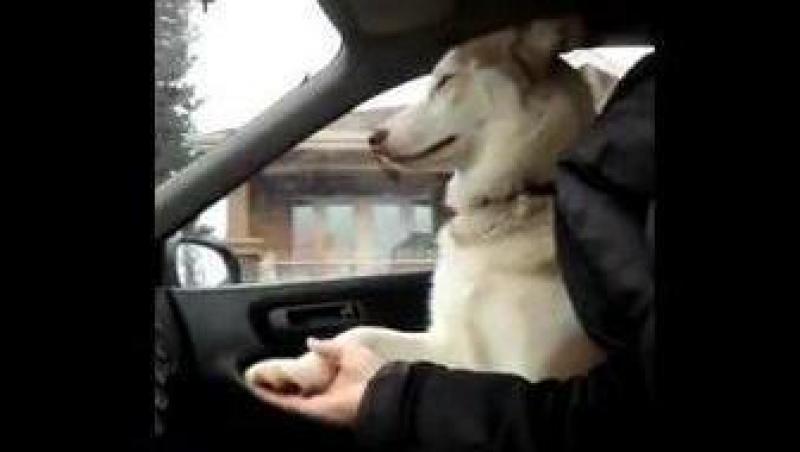 VIDEO! Shiro, cainele caruia ii este teama sa mearga in masina