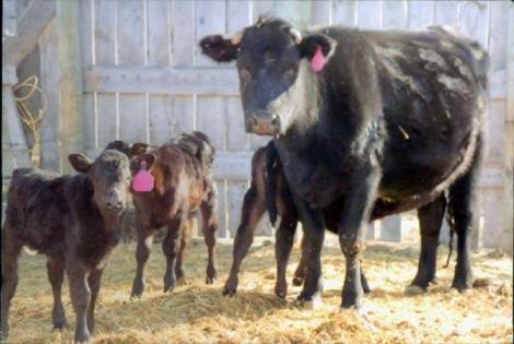 La o ferma din SUA, o vaca a nascut tripleti