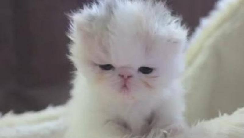 VIDEO! Vezi cum a crescut o pisicuta care s-a nascut subponderala!