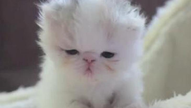 VIDEO! Vezi cum a crescut o pisicuta care s-a nascut subponderala!