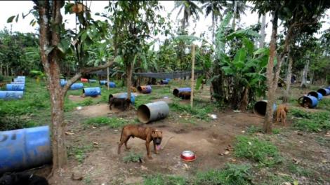 Filipine: Peste 300 de caini, salvati din mainile organizatorilor de lupte ilegale