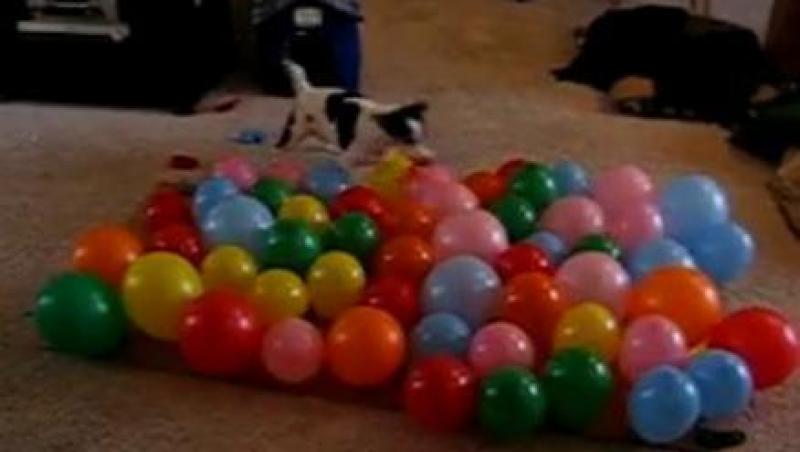 VIDEO! Vezi cainele care adora baloanele!