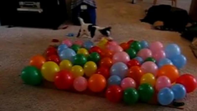 VIDEO! Vezi cainele care adora baloanele!