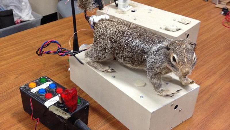 Veveritele robot ii ajuta pe cercetatori sa studieze lumea animalelor