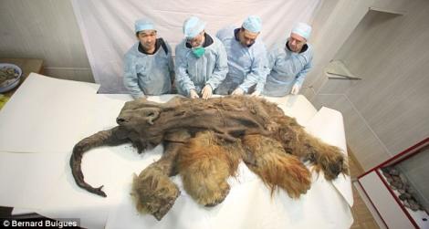 FOTO! S-a descoperit un mamut de acum 10.000 de ani perfect conservat