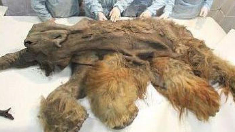 FOTO! S-a descoperit un mamut de acum 10.000 de ani perfect conservat