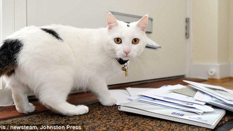 Afla de ce i-a speriat o pisica pe postasii din Marea Britanie!