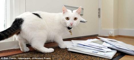 Afla de ce i-a speriat o pisica pe postasii din Marea Britanie!