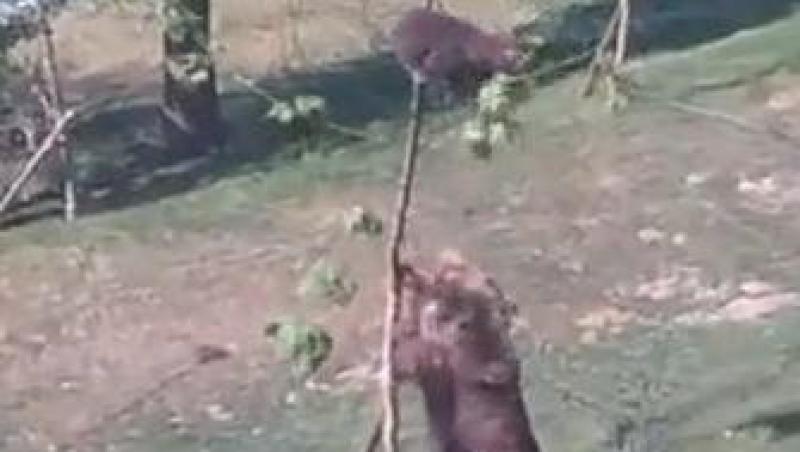 VIDEO! O ursoaica vrea sa-si salveze puiul dintr-un copac