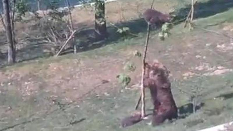 VIDEO! O ursoaica vrea sa-si salveze puiul dintr-un copac