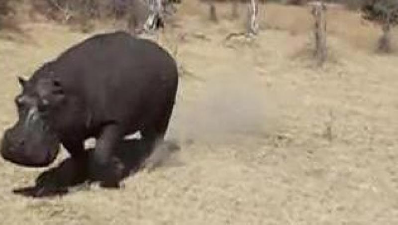 VIDEO! Un grup de turisti, atacat de un hipopotam furios!