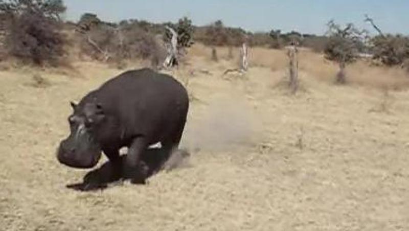 VIDEO! Un grup de turisti, atacat de un hipopotam furios!