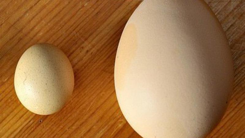 FOTO! Vezi cum arata cel mai mic ou de gaina din lume!