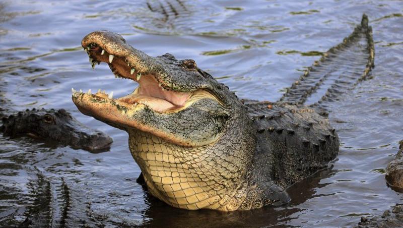 SUA: un american si-a cumparat un aligator sa-i tina companie