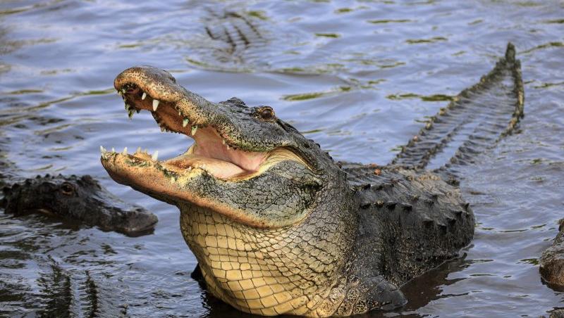 SUA: un american si-a cumparat un aligator sa-i tina companie